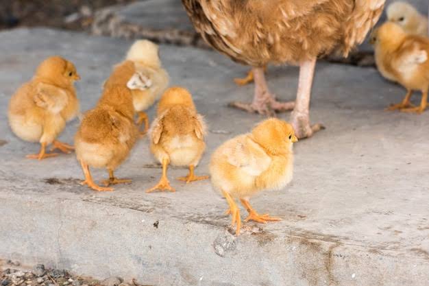 سعر الكتكوت الأبيض عمر يوم اليوم الأحد 19 أبريل 2026 في بورصة الدواجن والشركات.. تحديثات لحظية لأسعار الكتاكيت البيضاء والساسو وجميع الأنواع في الأسواق المصرية