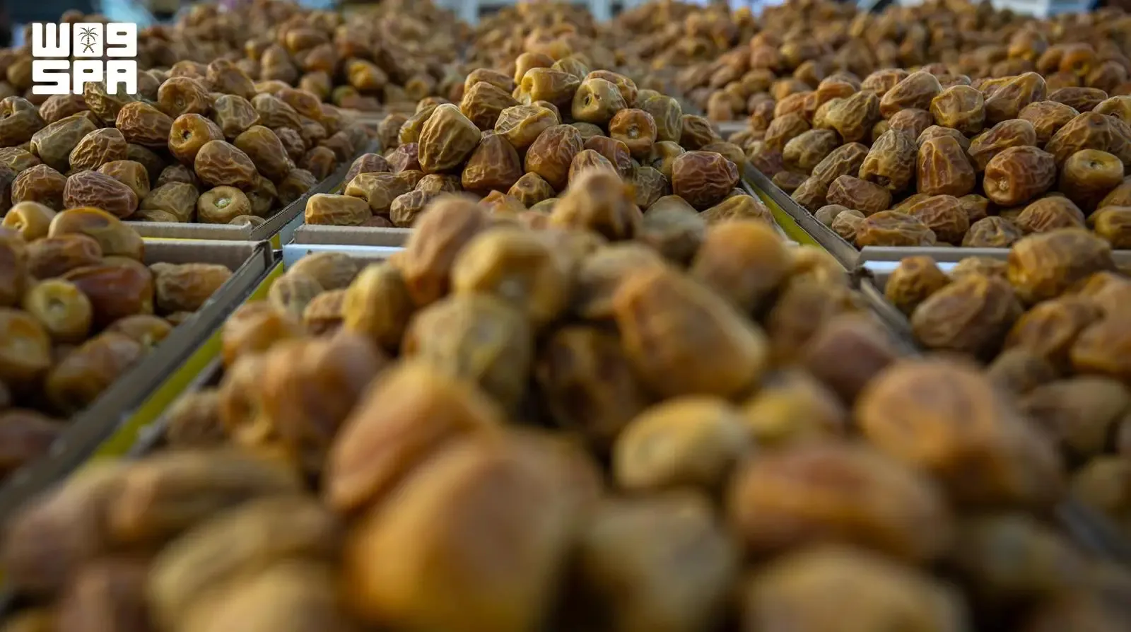 نوادر تمور القصيم تتصدر كرنفال بريدة الدولي.. أكثر من 100 صنف يحكي تاريخ النخيل والإرث الزراعي السعودي